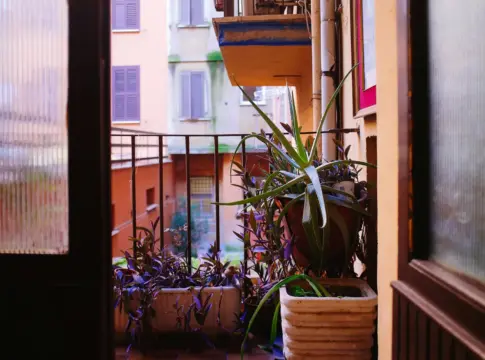 plantas-invasoras-balcon-jardin-portada plantas invasoras