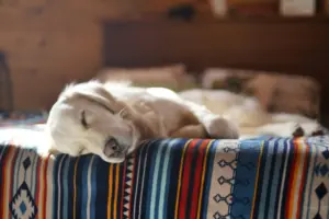 primeras noches cachorro