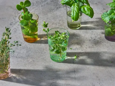 propagar-albahaca-menta-vaso-agua-portada propagar albahaca