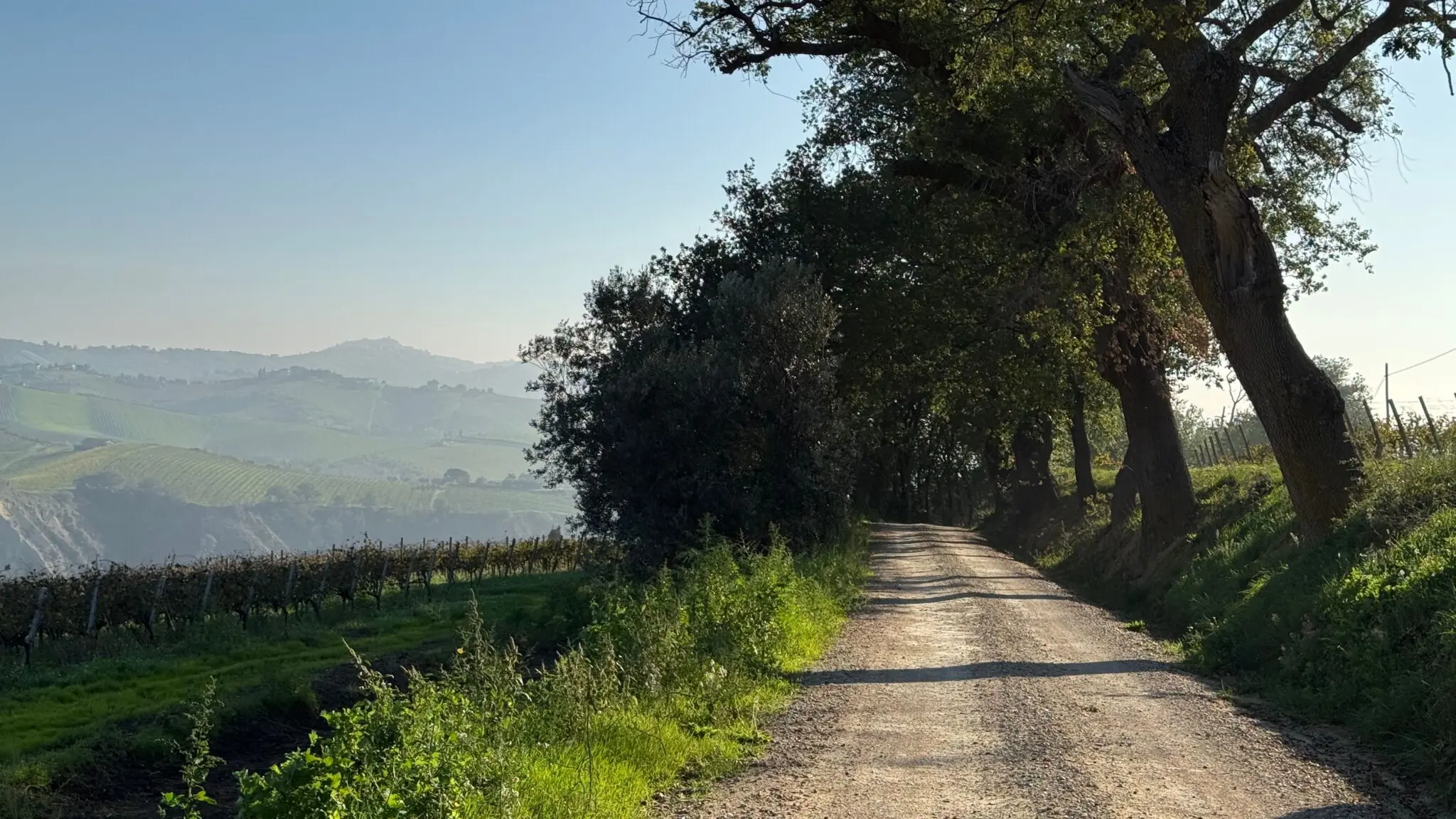 Roda la Vall 2026: ocho ciclorutas gratuitas para descubrir la Vall d'Albaida en bici 1 ciclorutas gratuitas Valencia