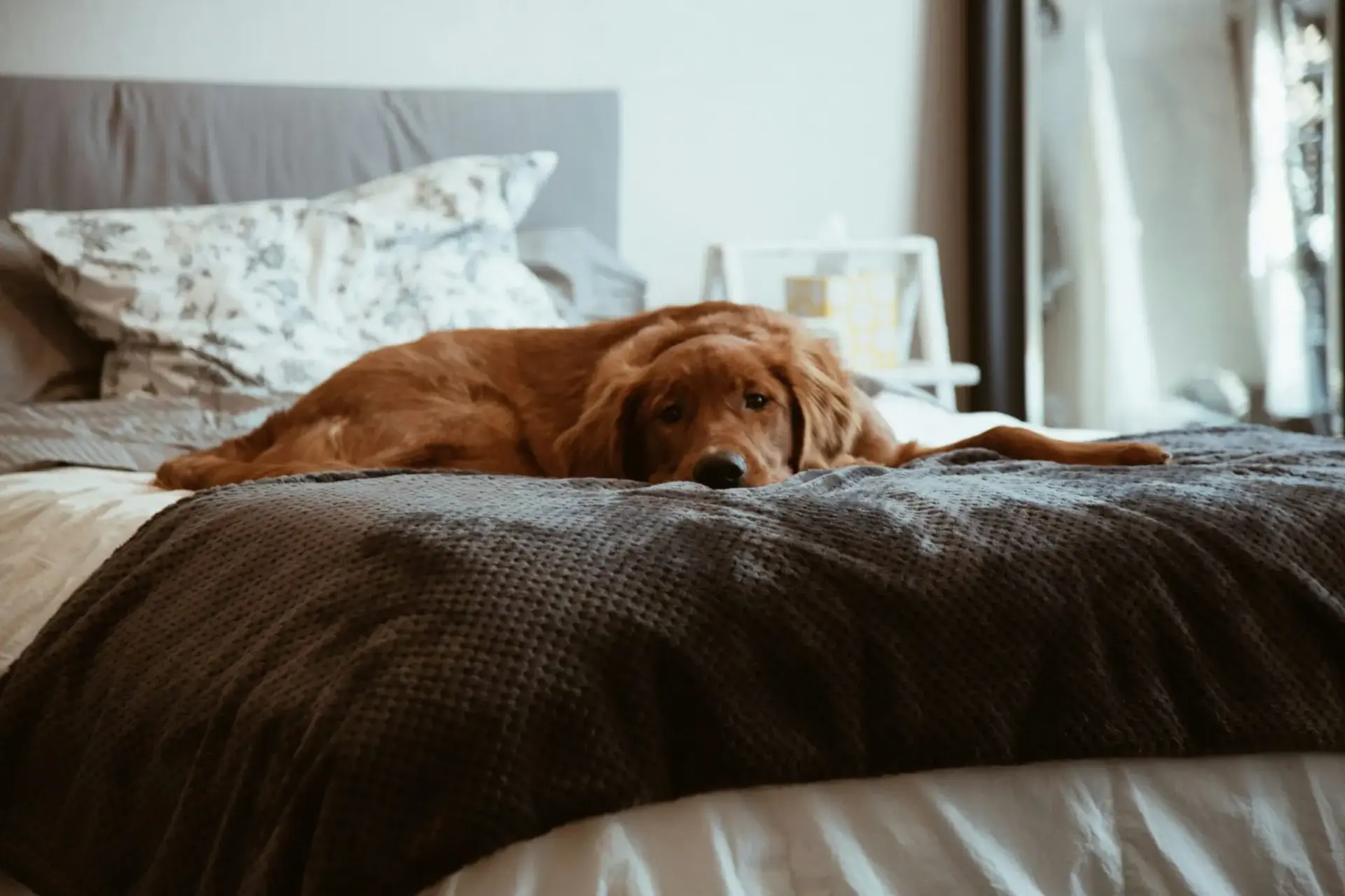 salud-hepatica-perros-suplemen-suplemento-hepatico-1 suplemento hepático para perros