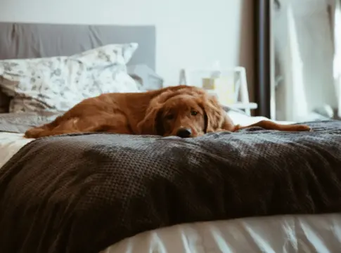 salud-hepatica-perros-suplemen-suplemento-hepatico-1 suplemento hepático para perros