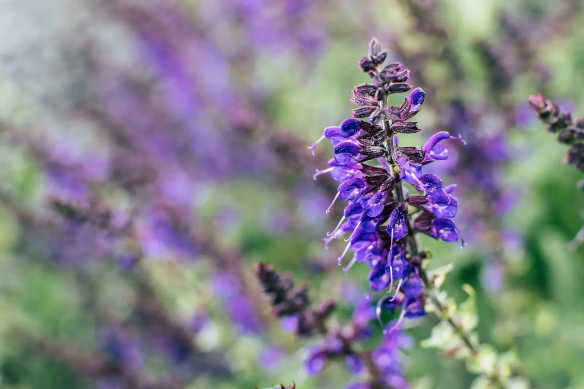 salvia-messii-planta-messi-portada Salvia messii
