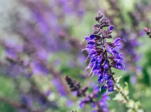 salvia-messii-planta-messi-portada Salvia messii