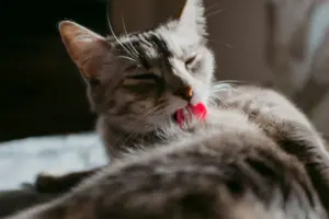 señales de dolor gato