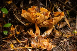 setas de otoño