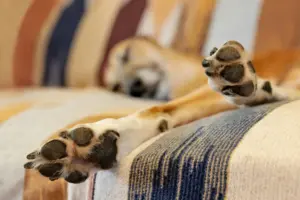sueño perros y gatos