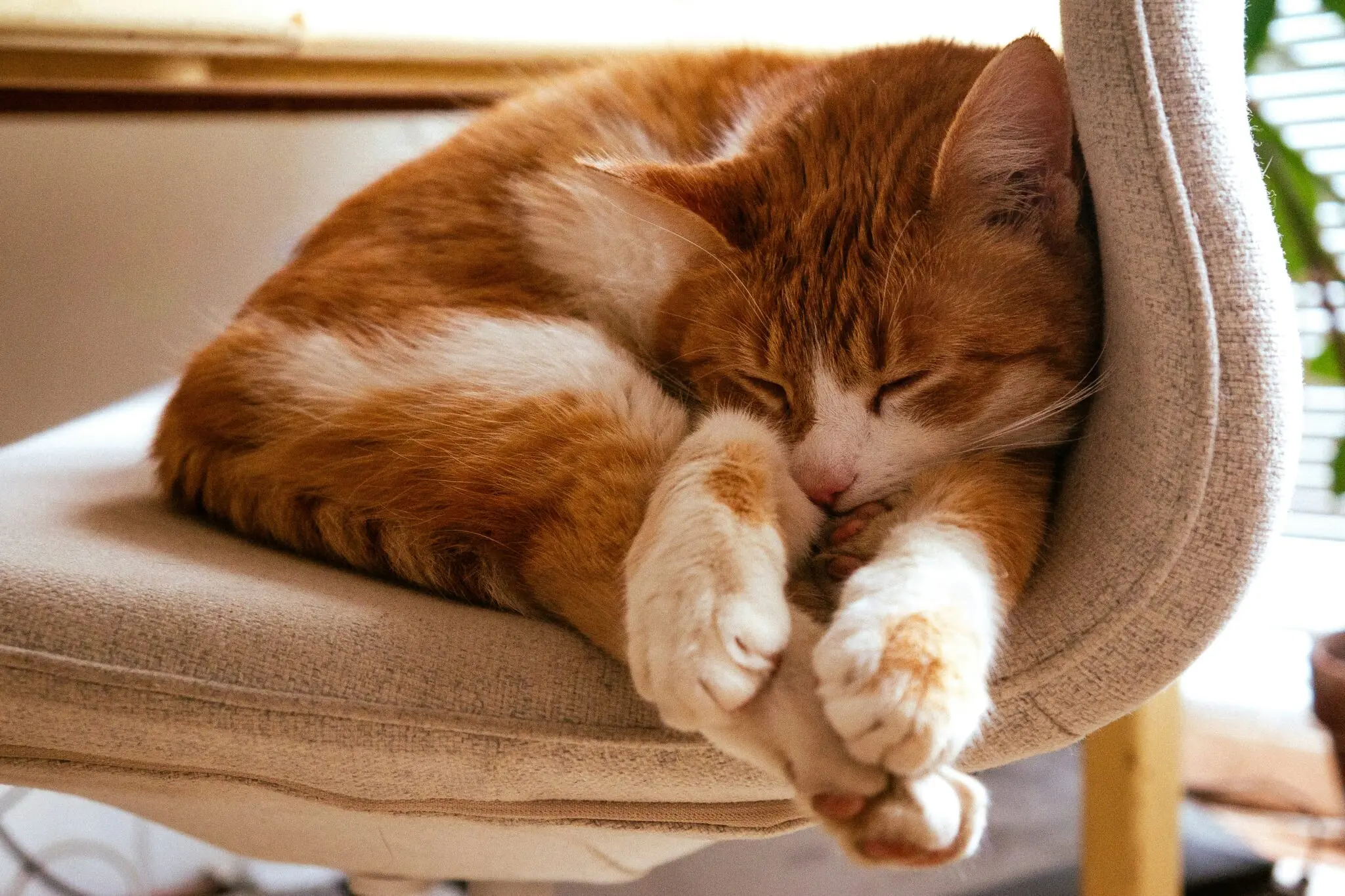 La toxoplasmosis en gatos: por qué el ISCIII pide reforzar el enfoque One Health 1 toxoplasmosis animales