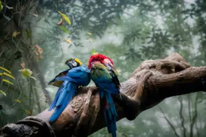 tráfico de fauna