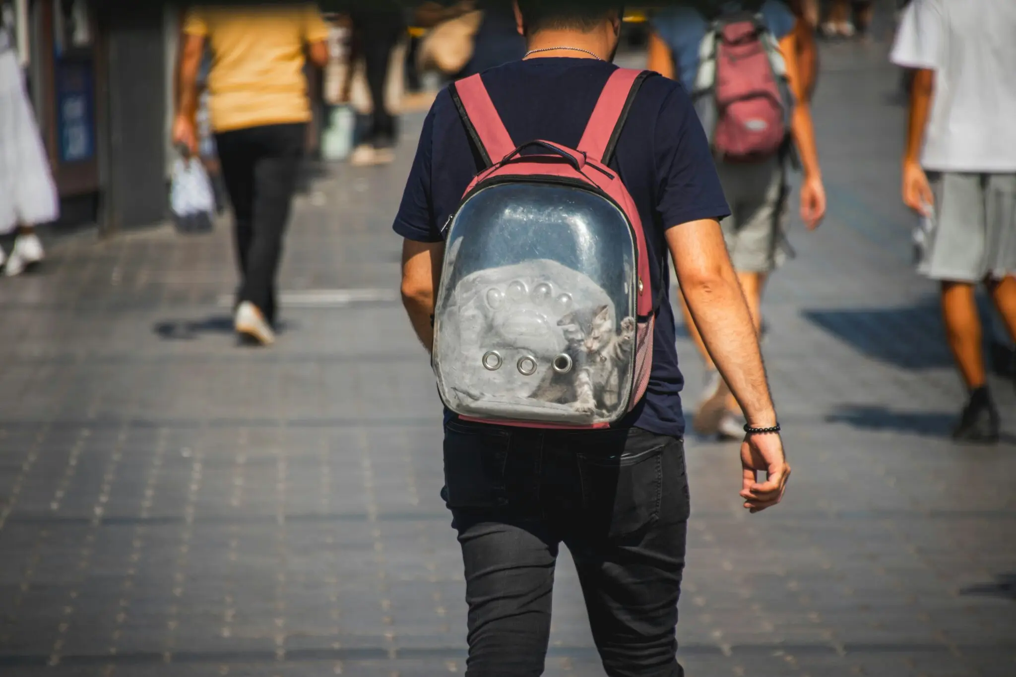 Viajar con mascota en España: normativa, transporte y consejos para un trayecto sin estrés 1 viajar con perro españa