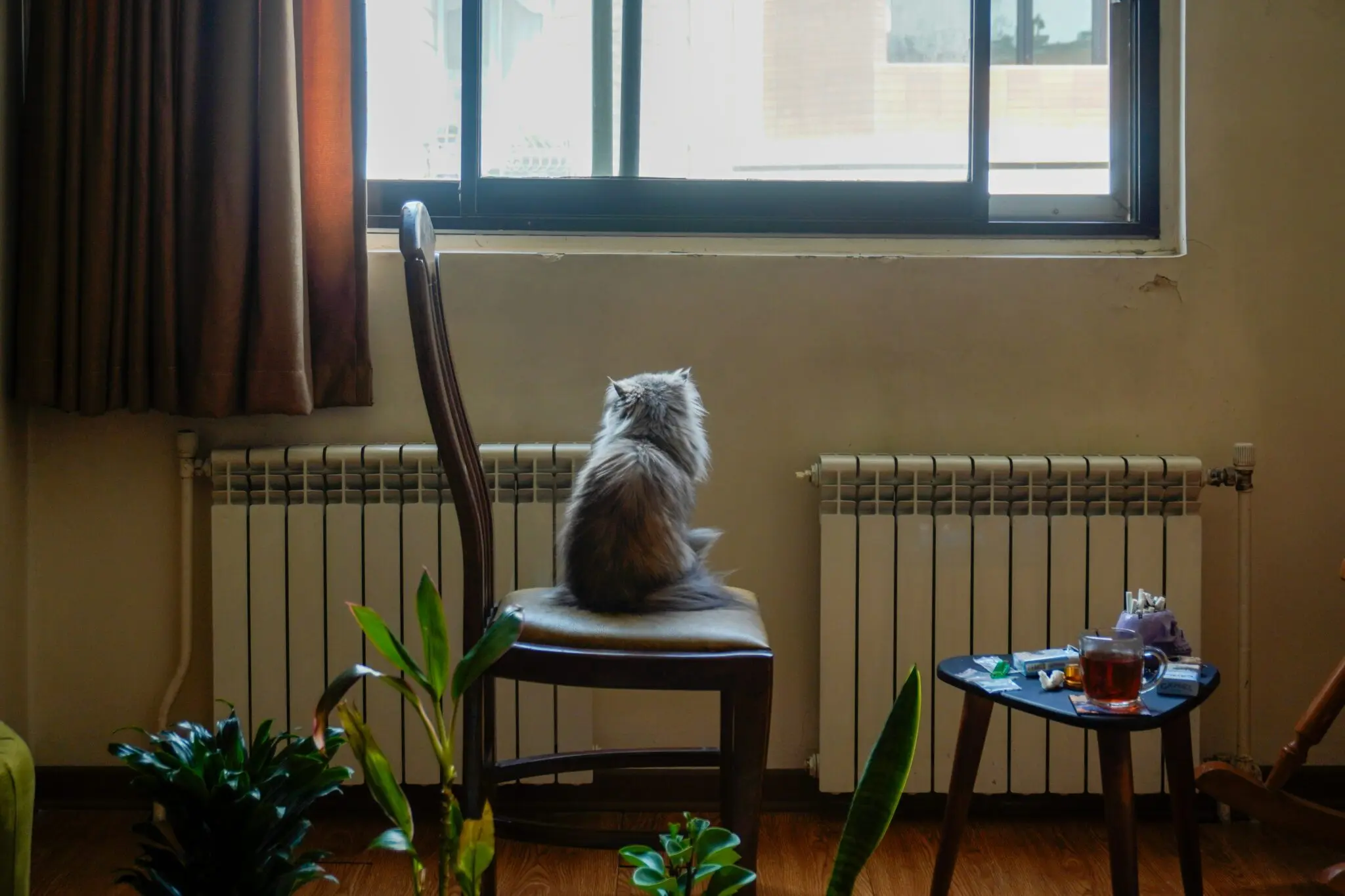 Vivir con mascotas en Buenos Aires: el alquiler, el transporte público y los restaurantes siguen poniendo trabas 1 mascotas y alquiler